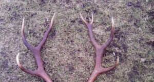 Punahirvedel algas sarveheitmise aeg