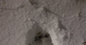 VIDEO! Viljandi linnas liikus ringi loom, kes võis suure tõenäosega olla hunt