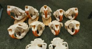 Põlvas hinnati jahitrofeesid