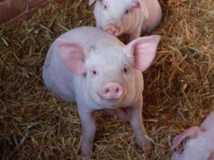 Viljandimaal tuvastati sigade Aafrika katk üle 2700 seaga farmis