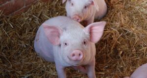 Põlvamaal tuvastati koduseafarmis SAK