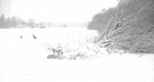 PILTUUDIS! 4 ilvest Põlvamaal