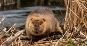 Maailmas tähistatakse rahvusvahelist veekaitse päeva