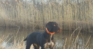 Riigi toel vaktsineeriti 21 500 lemmiklooma