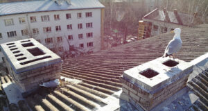 Majaomanike ja lindude-loomade vahelisi konflikte aitab ennetada õigeaegne tegutsemine