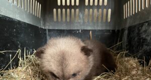 Ametnikud eelistavad emata jäänud metsloomapojad hukata