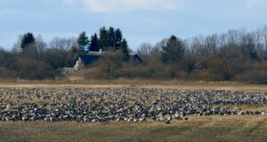 Kahjude vältimise eesmärgil lubatakse taas hanelistele jahti