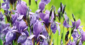 Kaunist naistepäeva, naiskütid!