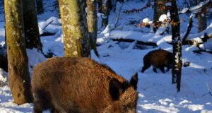 Tartumaal on võimalik jahti pidada paberivabalt