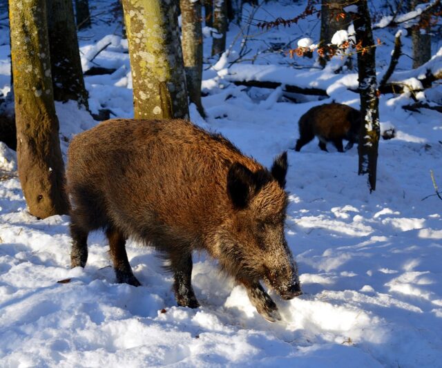 boar-2002317_960_720