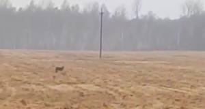 Kõima lähedal on liikvel hunt