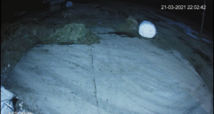 Hundid on Koonga ja Pikavere külas pidevad külalised