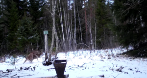 VIDEO: Ilves peab metskitsele jahti