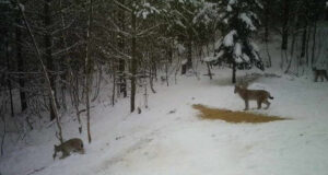 Üliharuldaseks jäänud Eesti ilvesed pole enam hädaohus