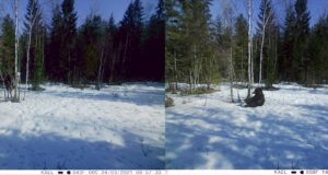 Järvamaal käisid soolakul uudistamas põder ja karu