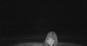 Karud on taliuinakust ärganud