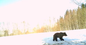 PILTUUDIS! Massiarus liigub ringi karu