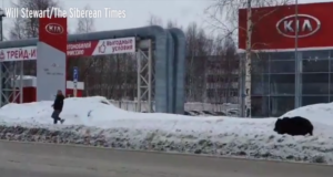 Venemaal ajas karu inimest taga