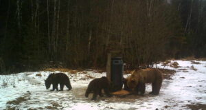 PRESSITEADE: Kevadisel perioodil ära häiri metsloomi