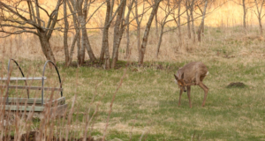 Metsloomade ja -lindude lisatoitmisel on sageli kahjulikud tagajärjed