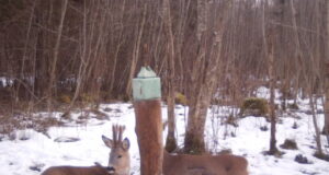 PILTUUDIS! Ulukitel on karvavahetusaeg