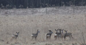 Metskitsi kütiti vähem kui jahindusnõukogu soovitas