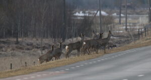 Ettevaatust liikluses – kevad toob metsloomad teele