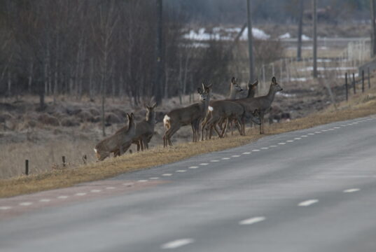 Ettevaatust liikluses – kevad toob metsloomad teele