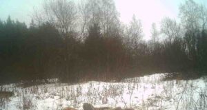 PILTUUDIS: Põdravasikas langes huntide saagiks