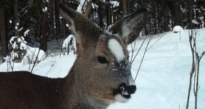 Läänemaal Martnas liigub erilise välimusega metskits