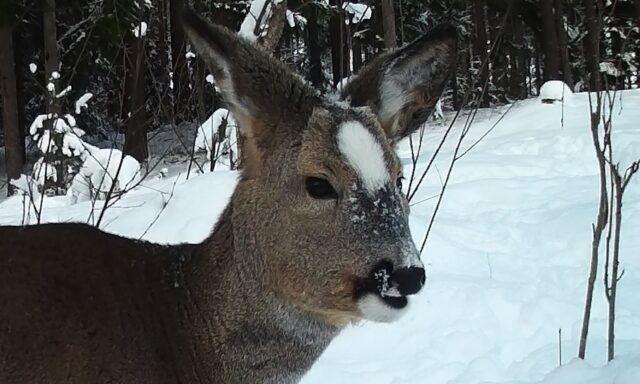 metskits läänemaal
