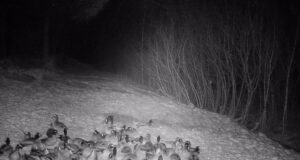 FOTO: Pardid jäid rajakaamerasse