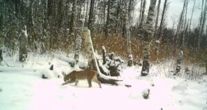 Ilvestel läheb hästi