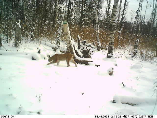 pärnumaa ilves - j.põldmaa2