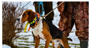 EJ 1/2020: Koerte jahitraumad