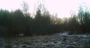 PILTUUDIS: Rebased kaklevad saagi pärast