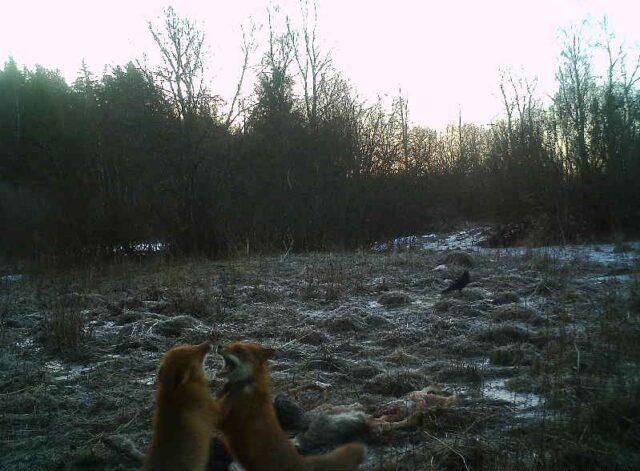 rebased indrek reinaru