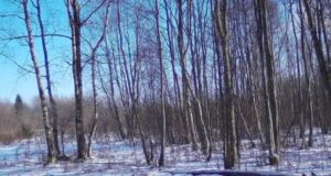 Kambja vallas jäi lasteaia hekki kinni šaakal