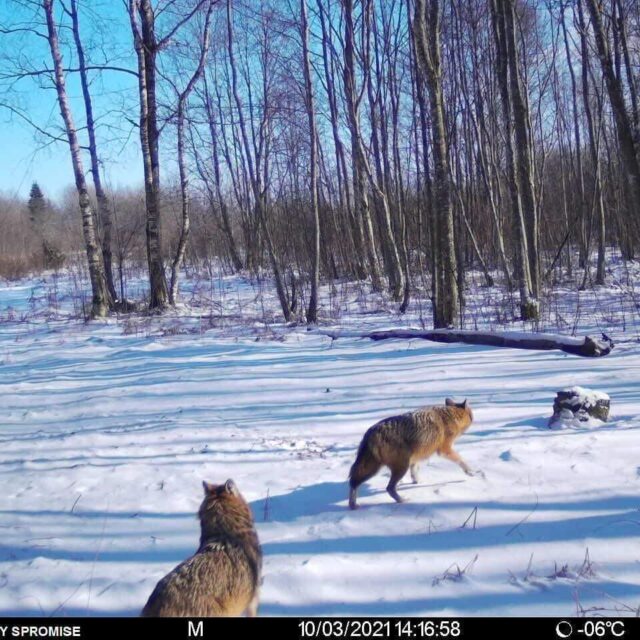 saakalid läänemaal