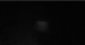 PILTUUDIS: Raplamaal jagavad metssiga ja rebane sõbralikult toidukorda