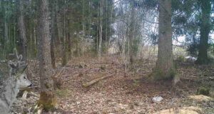 Rajakaamerasse jäi huvitavate sarvedega metskits