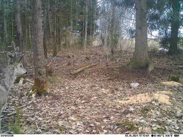 väärarenguga sarved kits - toomas rauba