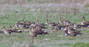 Keskkonnaamet kehtestas hanede küttimise korralduse