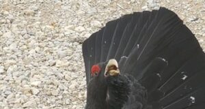 VIDEO: metsistel on käimas kevadised pulmamängud