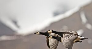 Lindude gripp levib mitmel pool Euroopas