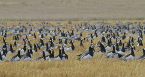 Lääne-Virumaal tuvastati metslinnul eriti ohtlikku tüüpi linnugripi viirus