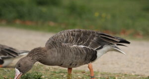 Tallinna Halduskohus peatas kevadise hanejahi