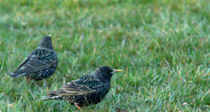 Esita oma kandidaat aasta lind 2023 valimisel!