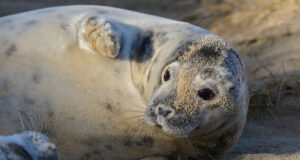 Hüljeste poegimisperiood on alanud