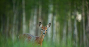 Keskkonnaametil valmis e-õppematerjal „Kohtumine metsloomaga“